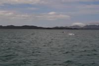 Delfine in der Bay of Islands