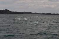 Delfine in der Bay of Islands