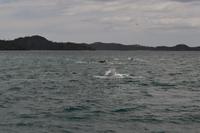 Delfine in der Bay of Islands