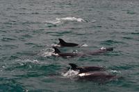 Delfine in der Bay of Islands