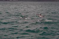 Delfine in der Bay of Islands