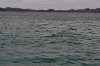 Delfine in der Bay of Islands