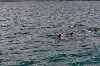 Delfine in der Bay of Islands