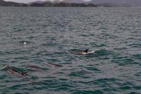 Delfine in der Bay of Islands