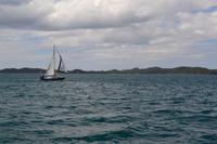 Delfine in der Bay of Islands
