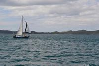 Delfine in der Bay of Islands
