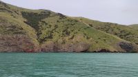 Delfintour mit dem Katamaran, Akaroa 