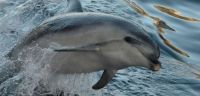Delphin in der Tasmanischen See, Milford Sound