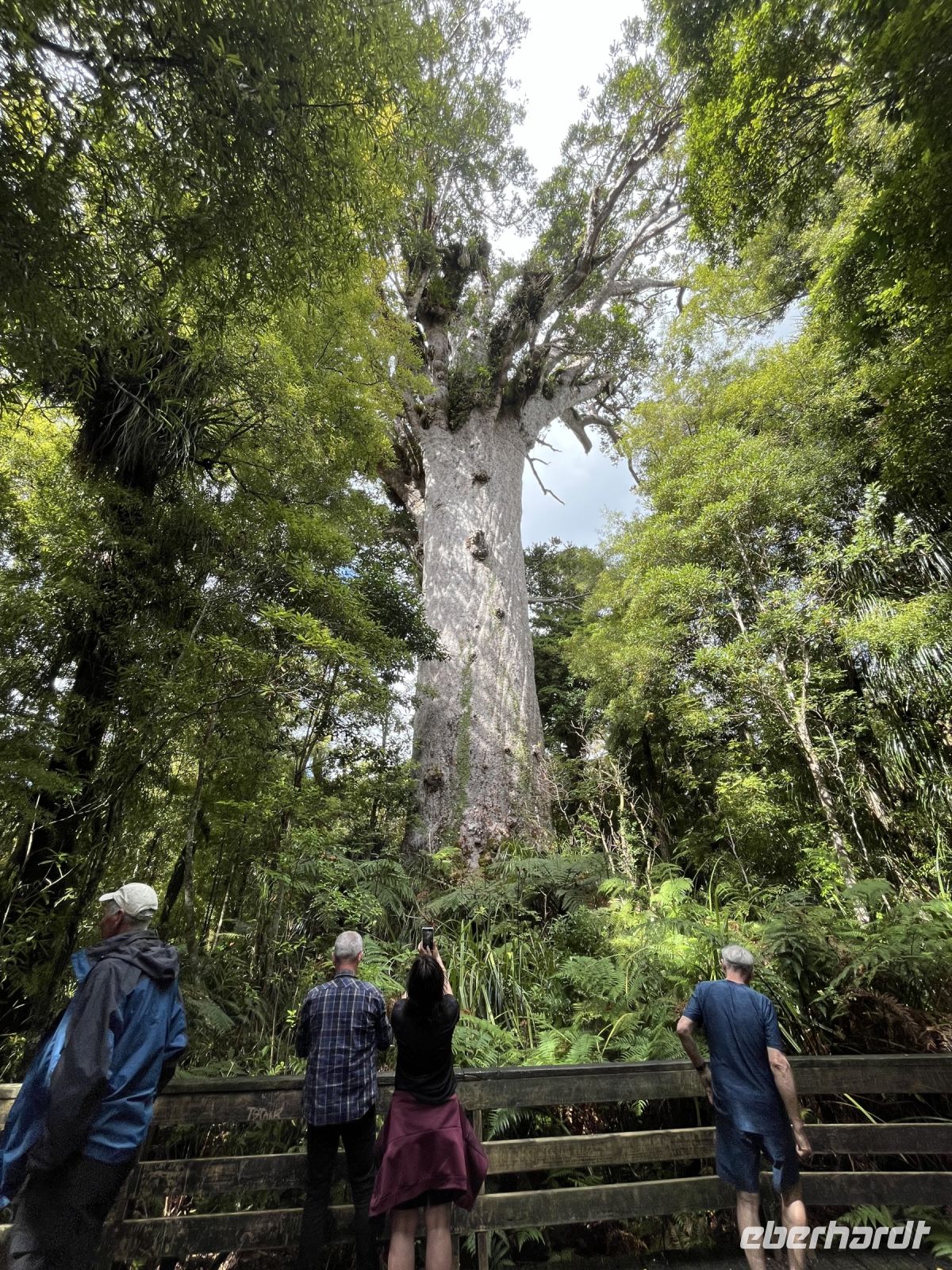 Der Gott des Waldes, Tane Mahuta