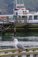 Die Monarch mit der wir Albatrosse entdecken wollen