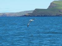 Dunedin - Schifffahrt mit der Monarch