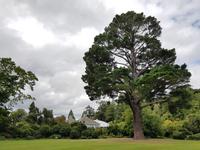 Dunedin