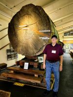 Ein Kauristamm, der Mann ist 1,95 Meter groß