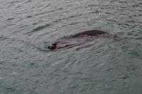 Ein Seeleopard verfolgt unser Boot