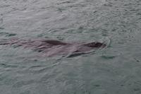 Ein Seeleopard verfolgt unser Boot