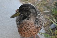 Ente