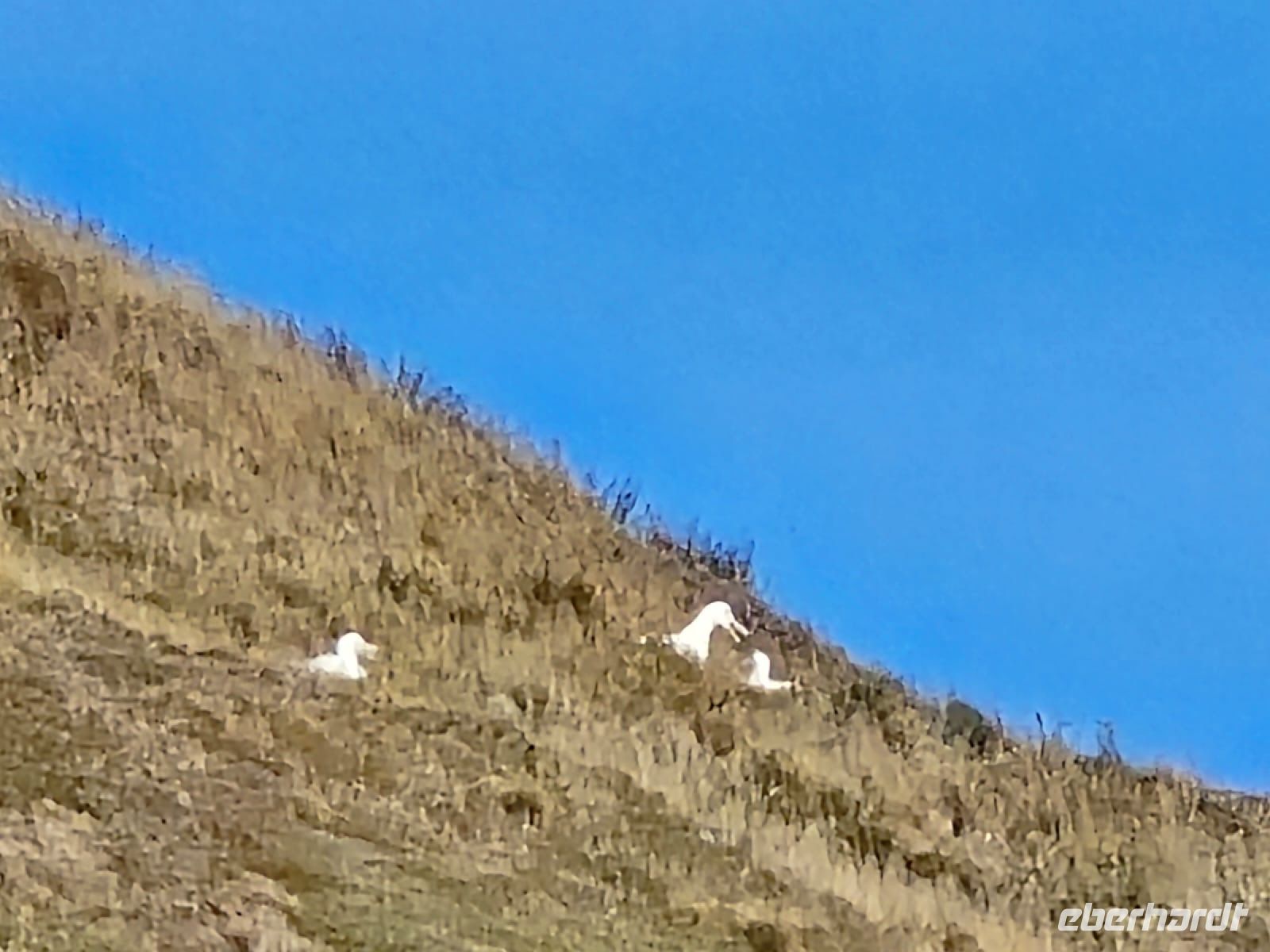 Fütternde Albatrosse