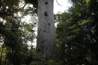 Fahrt zum Kauriwald
