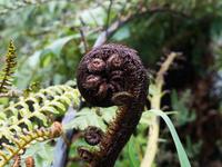 Farn (Koru)