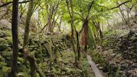 Forest Gold Walk