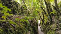 Forest Gold Walk