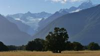 Fox Glacier