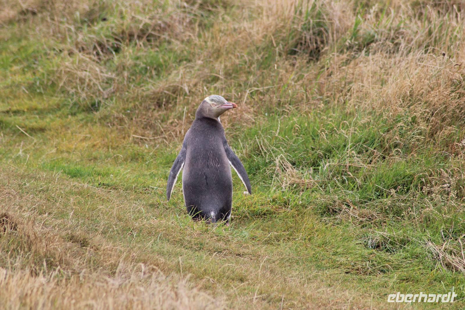 Gelbaugenpinguin 