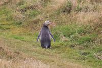 Gelbaugenpinguin 