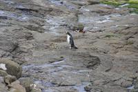 Gelbaugenpinguin