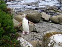 Gelbaugenpinguin
