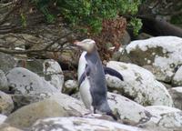 Gelbaugenpinguin