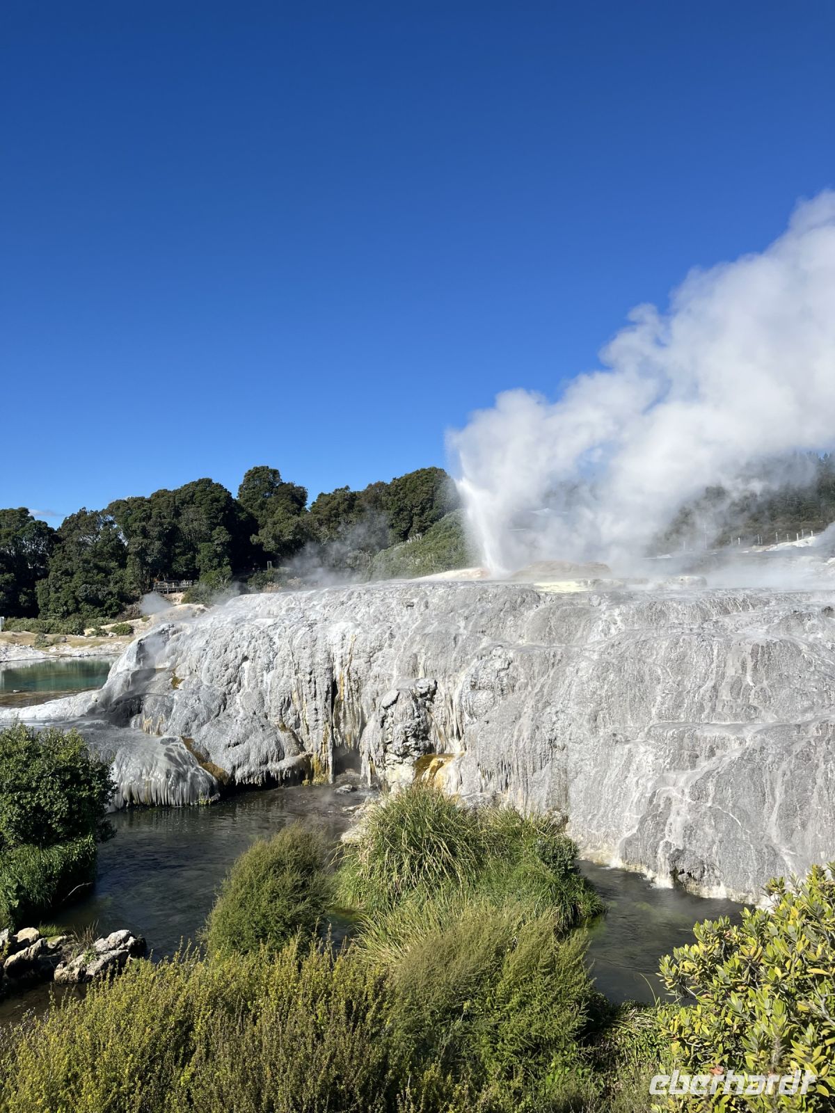 Geysir in Te Puia