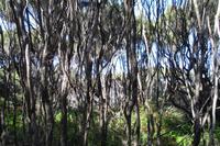Gumdiggers Park