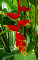 Helekonie im Botanischen Garten von Singapur