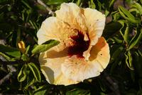 Hibiskus