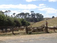 Hobbiton Movie Set, das Gelände ist immer noch Schaffarm und wird bewirtschaftet.