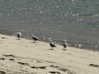 Hokianga 