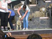 IMG_2629 Beim Schäfchenmelken im Agrodome