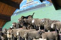 Im Agrodome Rotorua