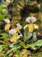 Im Botanischen Garten Singapur´s