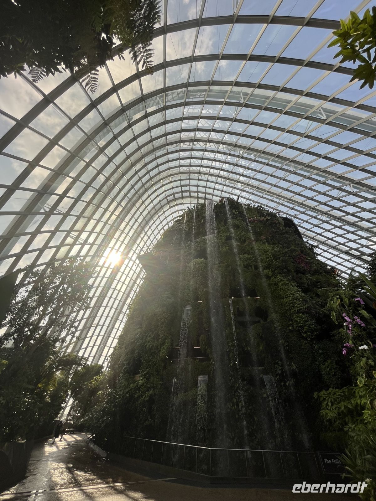 Im Cloud Forest