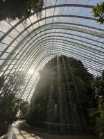 Im Cloud Forest