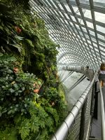 Im Nebelwald in Singapur unterwegs