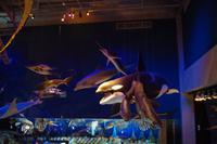 Im Te Papa Museum