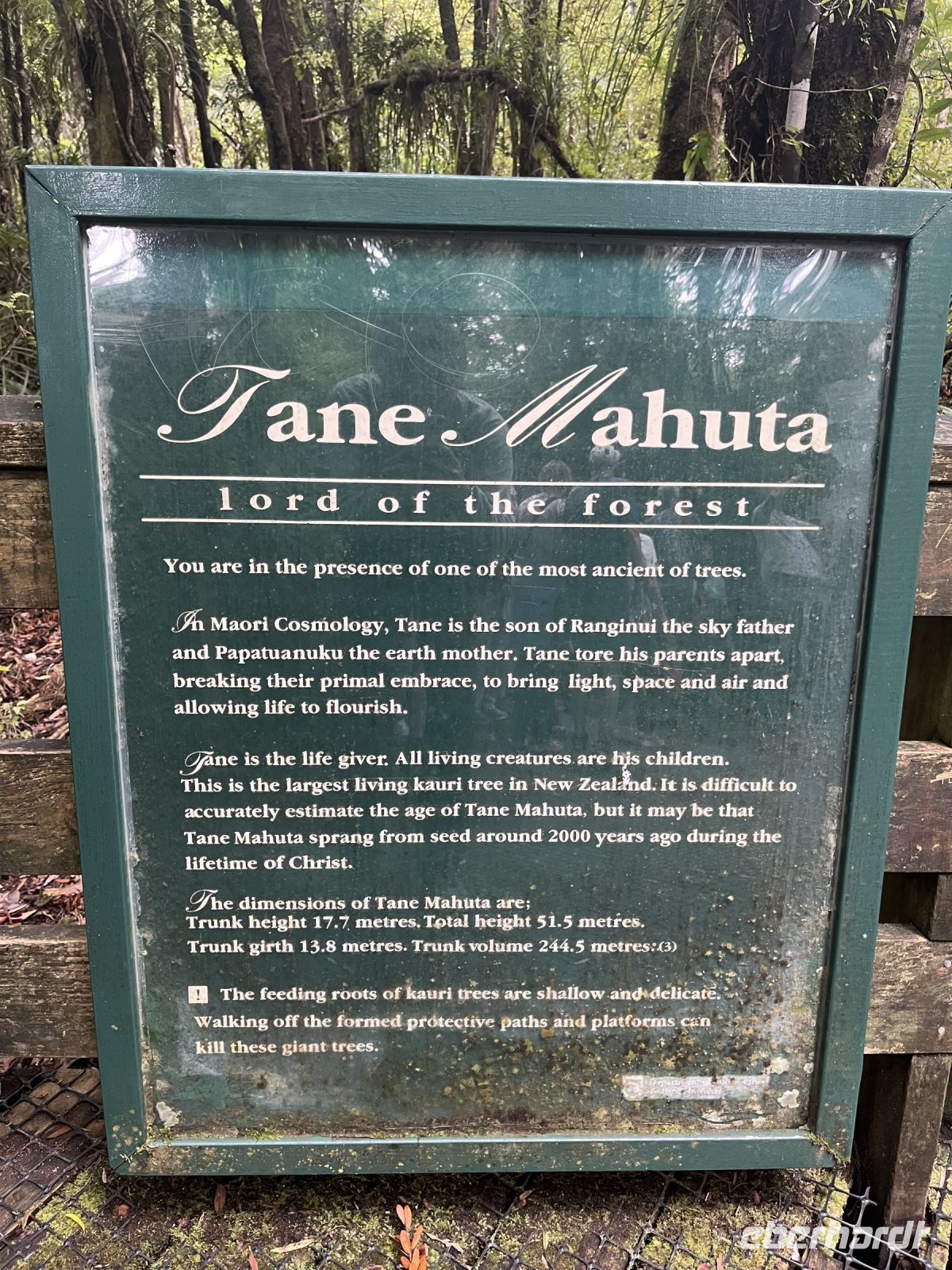 Informationstafel am Tane Mahuta