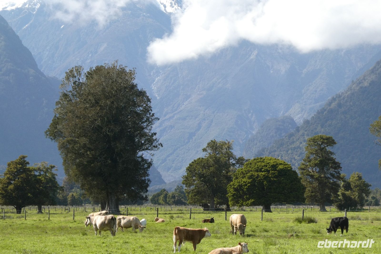 Kühe in Neuseeland