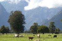 Kühe in Neuseeland