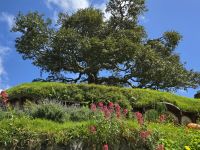 Künstlicher Baum, Hobbiton Movie Set
