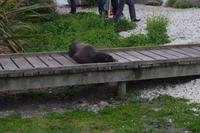 Kaikoura - Die Robben sind hier die Touristen gewöhnt