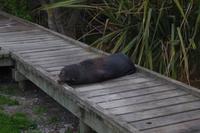 Kaikoura - Die Robben sind hier die Touristen gewöhnt